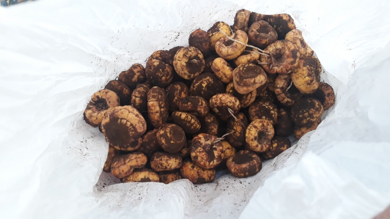 (dokumentasi pribadi)