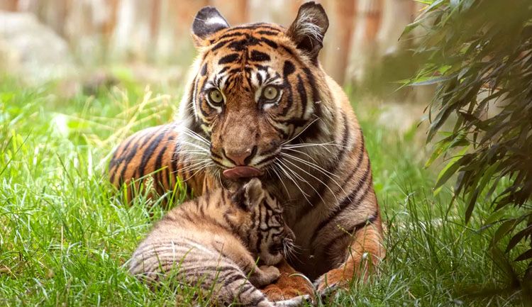 Harimau Sumatera (panthera tigris sumatrae) - Sumber: liputan6.com