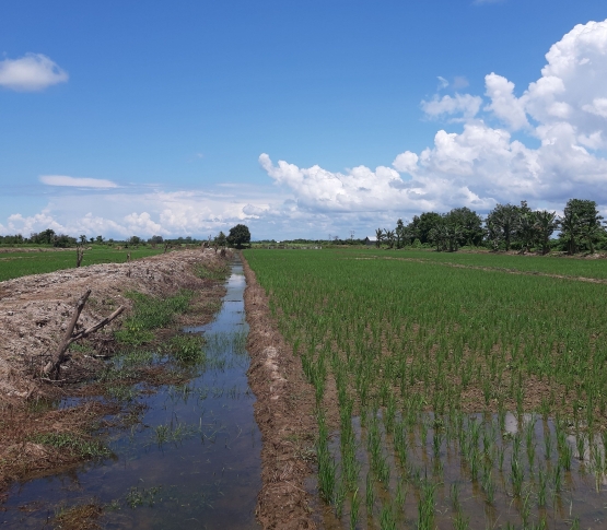 Gambar 4. Pengelolaan air tanaman padi dilahan gambut (sumber:dok.pribadi)