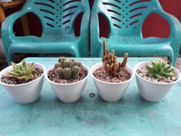 Kaktus Mini | Dokpri