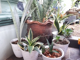 Sansevieria | Dokpri