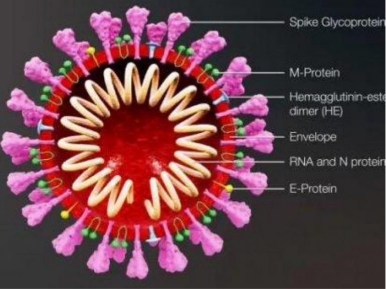 Ilustrasi Struktur Coronavirus