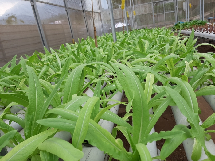 Lobak manis di Green House milik Pak Johan|Dok. Bolang