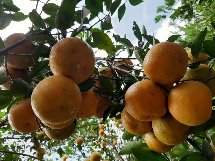 Jeruk keprok |Dok. Bolang