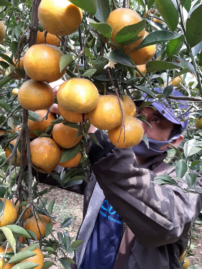 Petik jeruk  bersama Bolang (15/08/2020)|Dok. Bolang