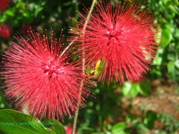 si bola merah Calliandra emarginata (Dokpri)