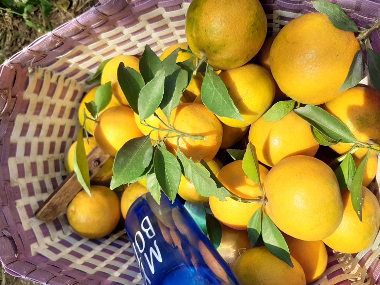Jeruk keprok segar hasil wisata petik jeruk|Dok. Pribadi