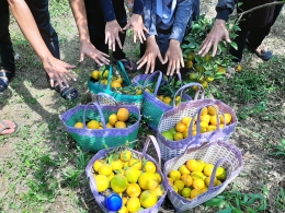 Wisata petik jeruk bersama Bolang di Kraguman, Dau, Malang (15/08/2020)|Foto Dok. Mas Yunus