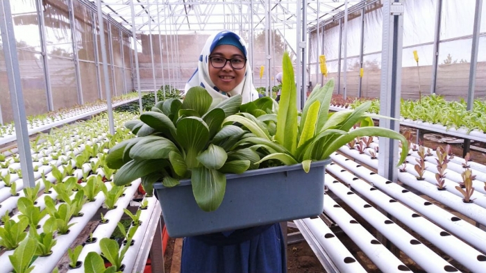 Belanja sayuran organik|Dok. Bolang, kiriman Ivonie