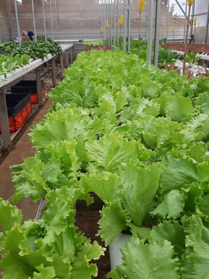 Green House Joi Farm, milik Johan & Ichiro|Dok. Bolang