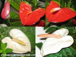 Merah Putih Anthurium (Dokpri)