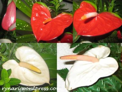 Merah Putih Anthurium (Dokpri)