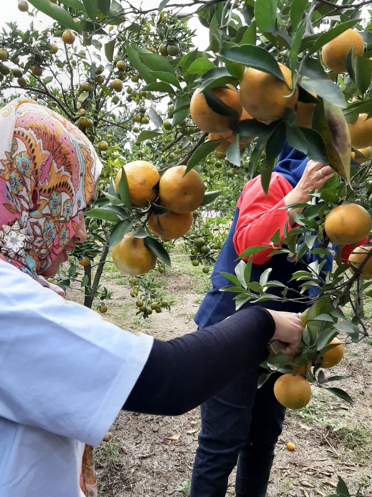 Serunya petik jeruk langsung di kebun jeruk|Dok. Pribadi