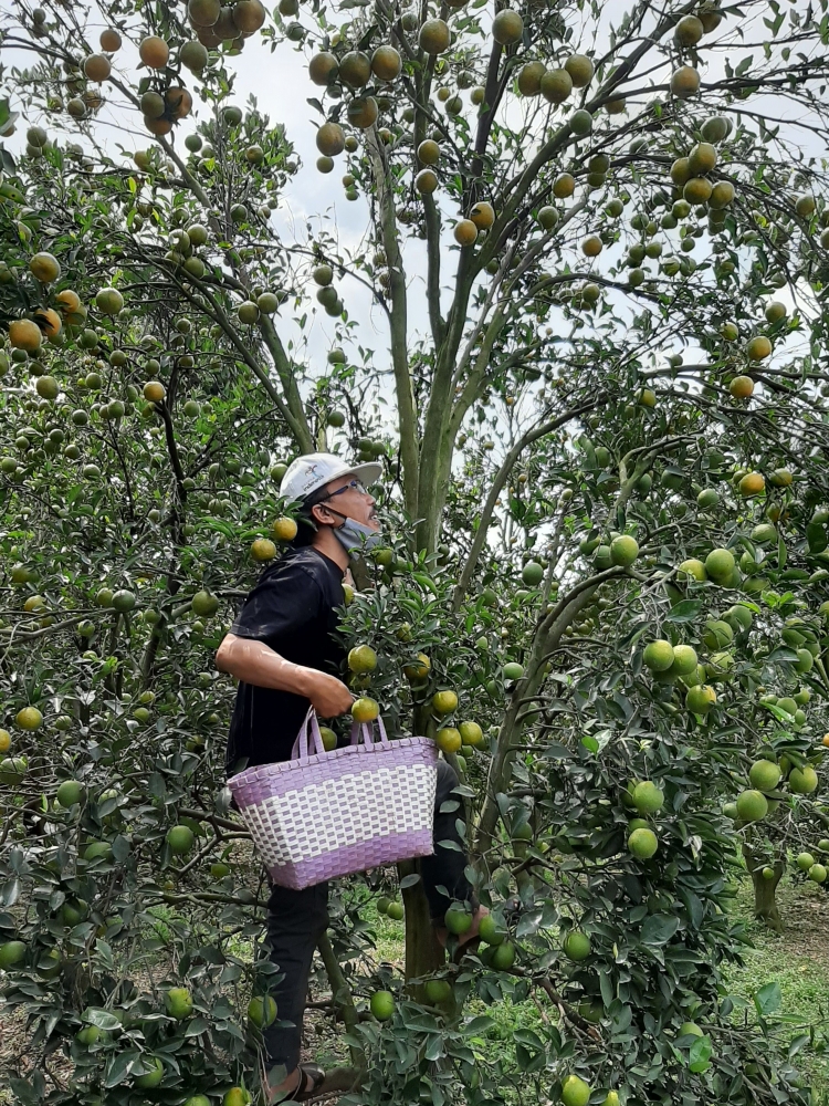 Serunya petik jeruk di kebuh|Dok. Pribadi