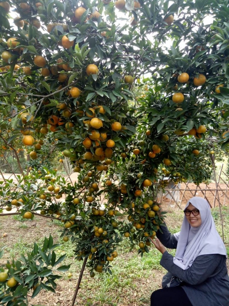 Serunya petik jeruk di kebun jeruk milik Pak Sanusi|Foto Dok. kiriman Mbak Dini