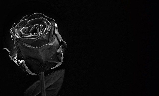Mawar hitam. sumber gambar : pixabay.com