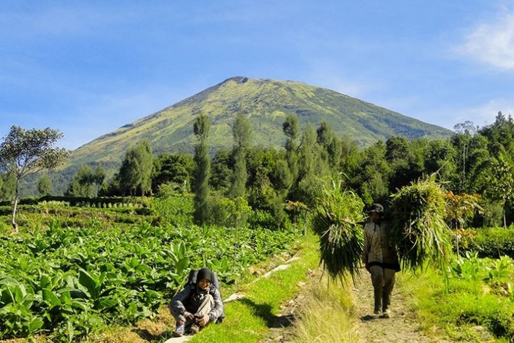 Gunung Sindoro via Kledung.(Kompas.com/Anggara Wikan Prasetya) 