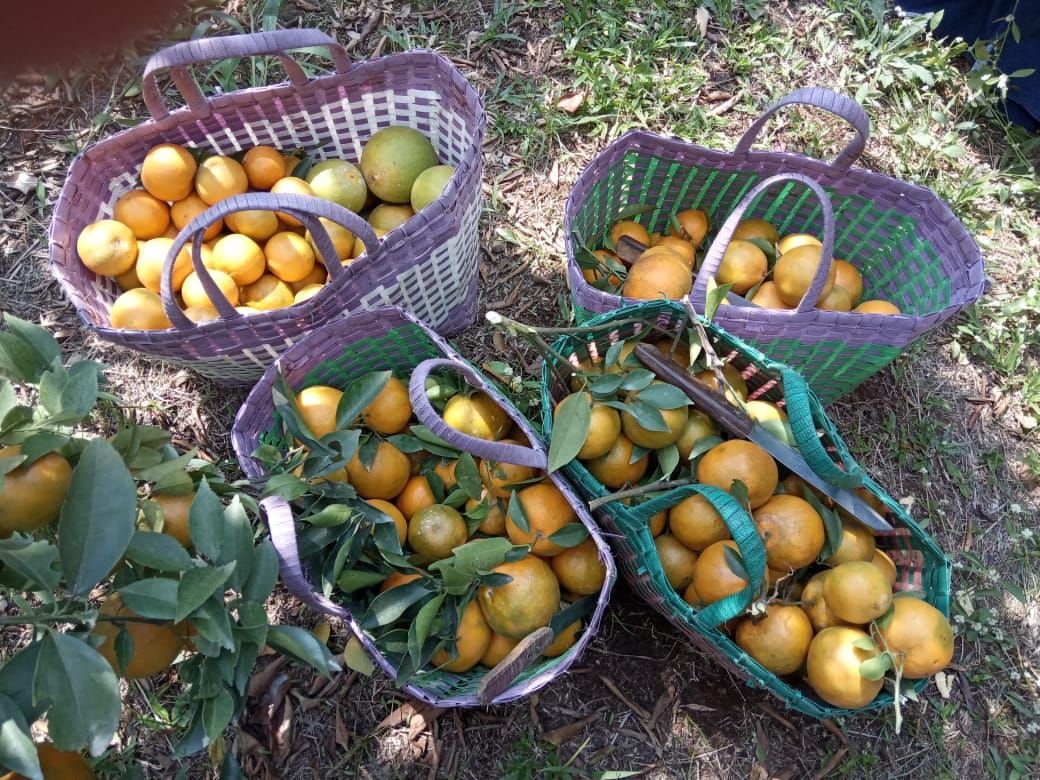 Wisata Kebun Jeruk Dau