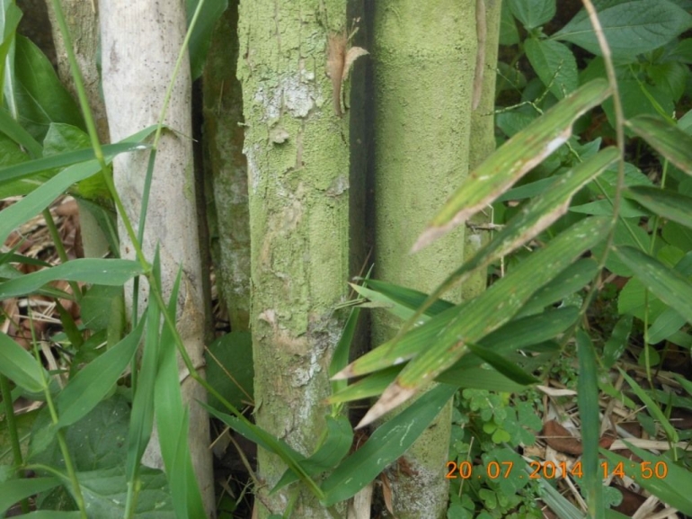 Bambu  