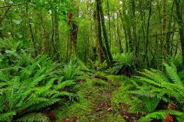 Bahan obat herbal banyak tumbuh di hutan liar (sumber: https://phinemo.com)