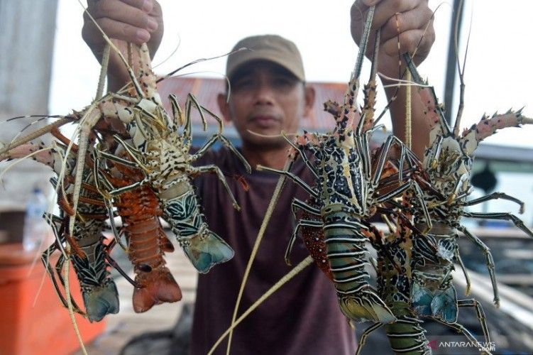 Ilustrasi Pembudidaya Lobster | Foto/Dok/Pribadi