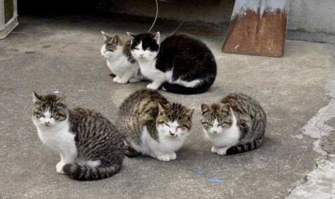 Perbedaan Jenis Ciri Ciri Kucing Domestik Ras Asli Dan Mixdome Halaman All Kompasiana Com