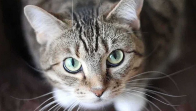 Ciri Ciri Kucing Pembawa Keberuntungan Perbedaan Jenis, dan Ciri-ciri Kucing Domestik, Ras Asli, dan Mixdome