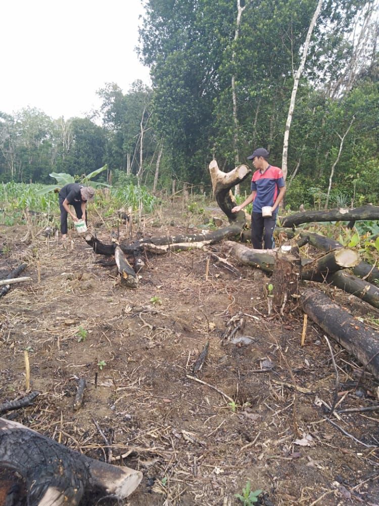 Foto: Memintang (memasukkan benih padi ke lubang / Dokpri)