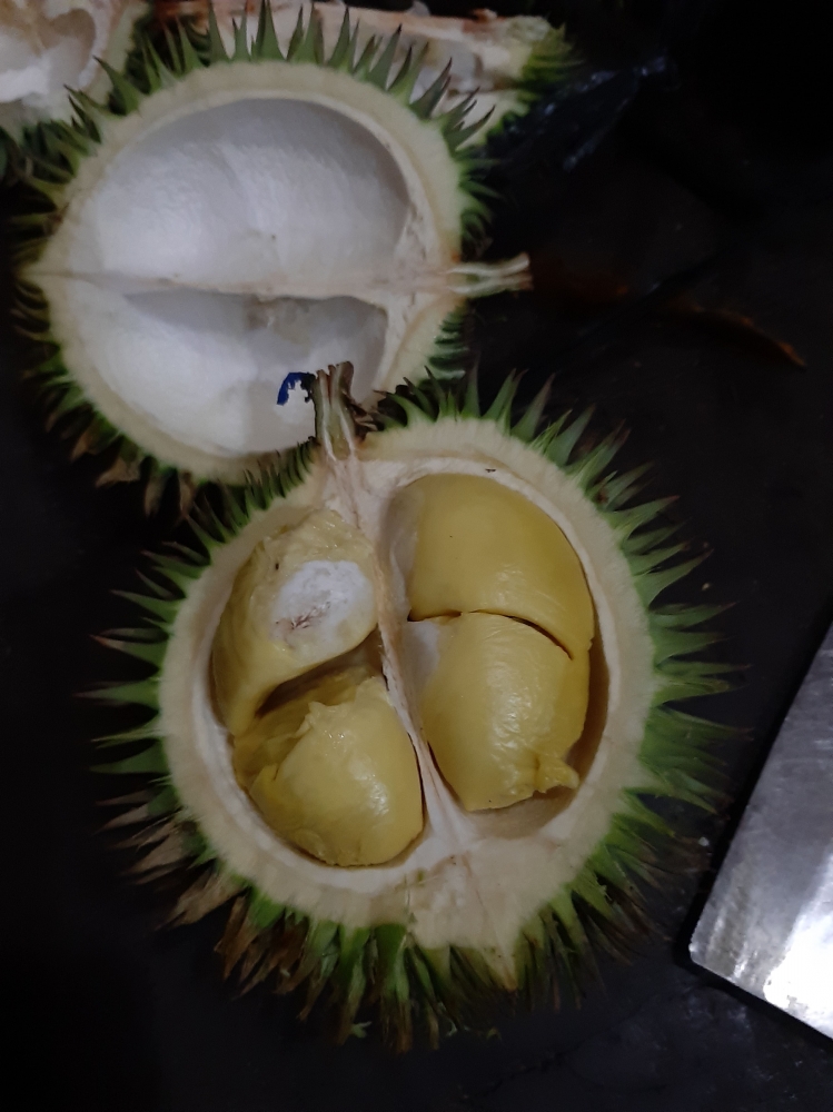 Gambar 1. Durian teratungtampak daging jika dibuka (sumber:dok.pribadi)
