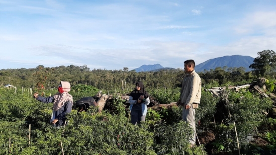 Ngobrol di Ladang Rasyid