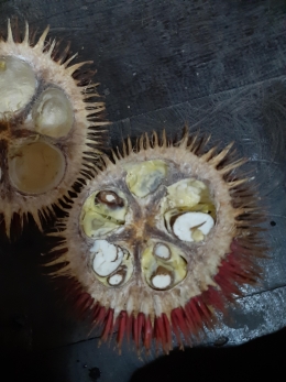 Gambar 2. Durian kusik tampak dalam dibelah dengan cara melintang (sumber:dok.pribadi)
