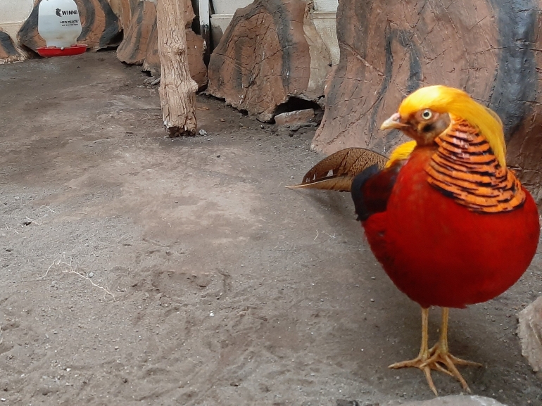 Ayam cantik dunia di Eco Green Park|Dok. Pribadi