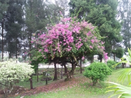 Bougainville ungu, konon ditanam oleh Presiden Sukarno (Dokpri)