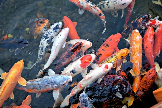 Ikan Koi | Foto : Needpix