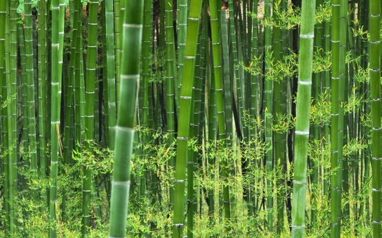Bambu Hijau Tiongkok | Foto : Paulo Coelho