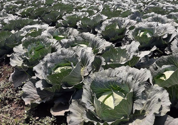 Kubis Sharira (Sumber: Triberkatagro.com)