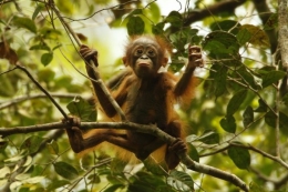 Orangutan remaja yang mendiami hutan hujan di Gunung Palung. | Sumber: Dokumentasi Yayasan Palung via Tim Laman.