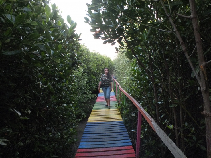 Jembatan kayu warna-warni dengan mangrove di kanan kiri. Gambar dokpri