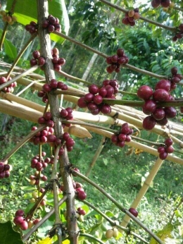 Pohon kopi Robusta yang di tanam di Gunung Cakra Buana oleh Kelompok Tani Kopi Arosta. Sumber: Kang Iyan