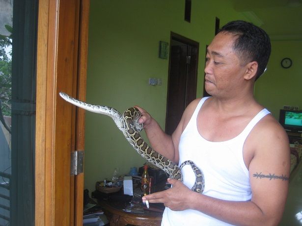 ular phython piaraan yang jinak ( dok pri )