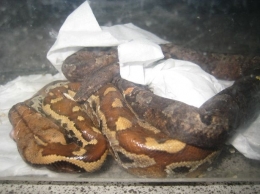 ular phython piaraan yang jinak ( dok pri )