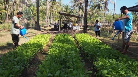 Warga Bali yang menanam sayuran setelah sektor pariwisata matisuri (bbc.com).