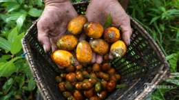 Ilustrasi Buah Pinang - Warga memanen buah pinang di Dusun Gorottai lama di Siberut Utara, Kepulauan Mentawai, Sumatera Barat (sumber gambar: TRIBUNNEWS/IRWAN RISMAWAN)