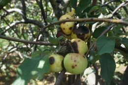 Foto Serangan Busuk Buah Pada Apel