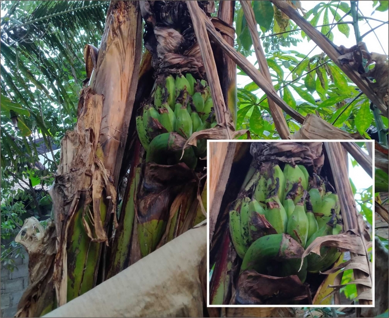 Filosofi Pohon Pisang, Pantang Tumbang Sebelum Berbuah Halaman 1