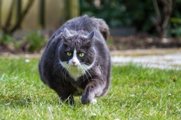 Cara membuat kucing cepat gemuk (gambar: internasional.kompas.com)