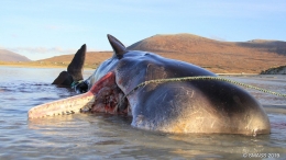 Bangkai seekor paus pada sebuah pantai. (Scottish Marine Animal Stranding Scheme)