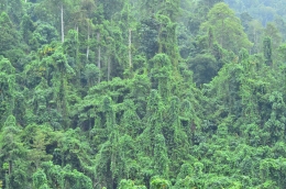 Tumbuhan invasif spesies di kawasan hutan (Gambar: Marahalim Siagian)