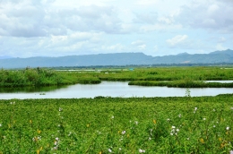 Enceng gondok di Danau Limboto menutup permukaan danau (Gambar: Marahalim Siagian)