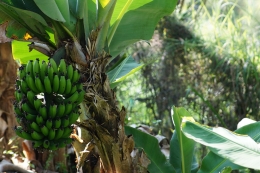 ilustrasi pohon pisang yang sedang berbuah. (sumber: pixabay.com/ceguito)